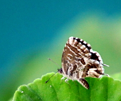 Cacyreus marshalli