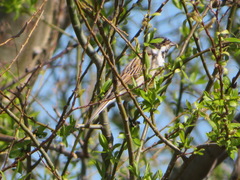 Emberiza schoeniclus