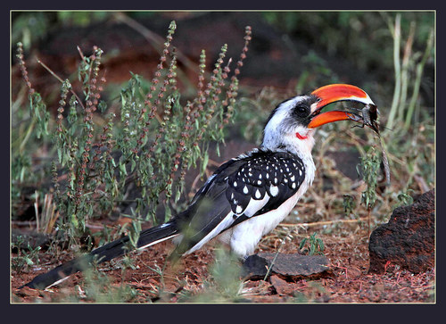 Jackson's Hornbill
