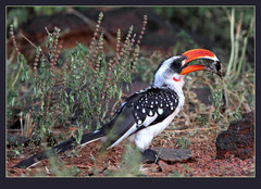 Jackson's Hornbill photo 3