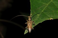 Temnosternus planiusculus