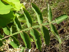 Rhus chinensis