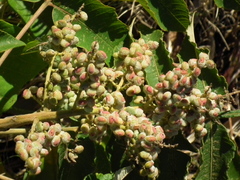 Rhus chinensis