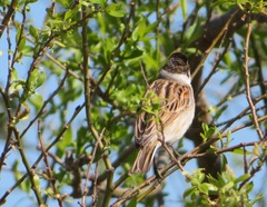 Emberiza schoeniclus