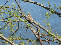Emberiza schoeniclus