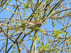 Emberiza schoeniclus