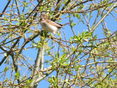 Emberiza schoeniclus