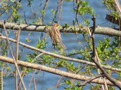 Emberiza schoeniclus