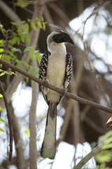 Jackson's Hornbill photo 4