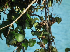 Actinidia