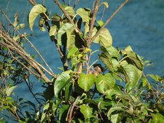 Actinidia