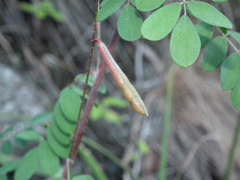 Indigofera pseudotinctoria