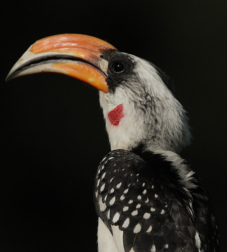 Jackson's Hornbill