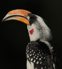 Jackson's Hornbill photo 5