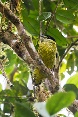 Ampelioides tschudii