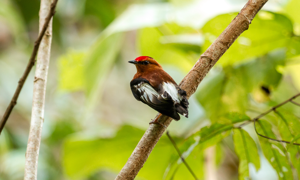 Club-Winged Manakin