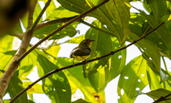 Machaeropterus deliciosus