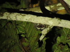 Aotus nigriceps