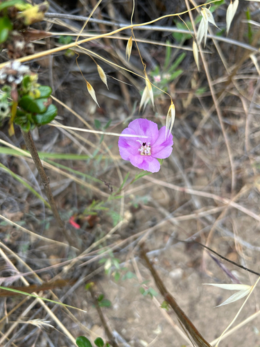 iNaturalist observation photo of Winecup Clarkia