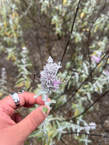 iNaturalist observation photo of purple sage