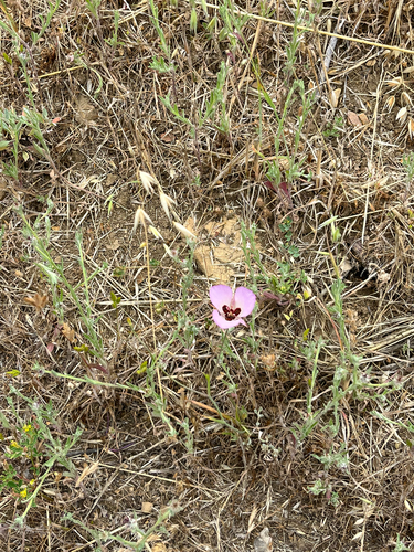 iNaturalist observation photo of Catalina mariposa lily