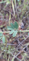 Acmispon watsonii