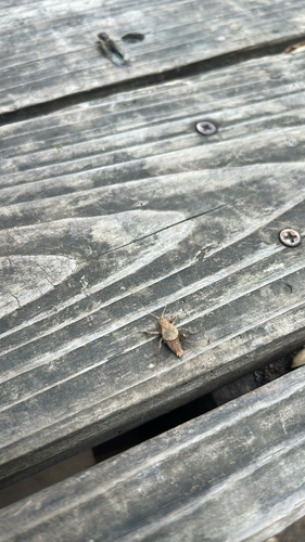 iNaturalist observation photo of Katydids, Crickets, and Allies
