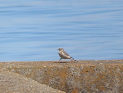 Anthus rubescens japonicus
