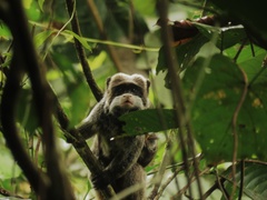 Saguinus imperator subgrisescens