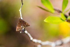 Ephyriades brunnea