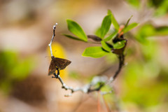 Ephyriades brunnea