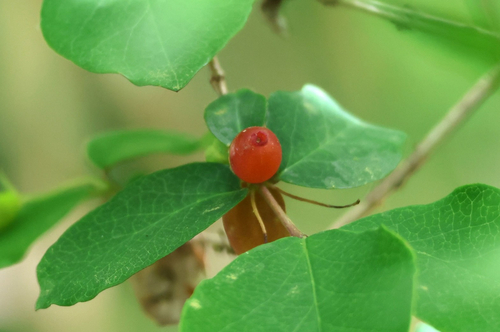 Lonicera gracilipes iNat (2)