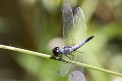 Aethriamanta gracilis
