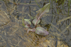 Rumex lapponicus