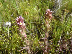 Castilleja attenuata