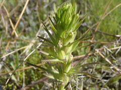 Castilleja attenuata