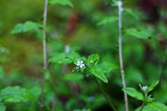Bothriospermum chinense