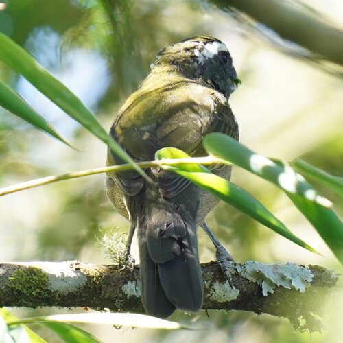 Thick-billed Saltator (Saltator maxillosus), photo 5