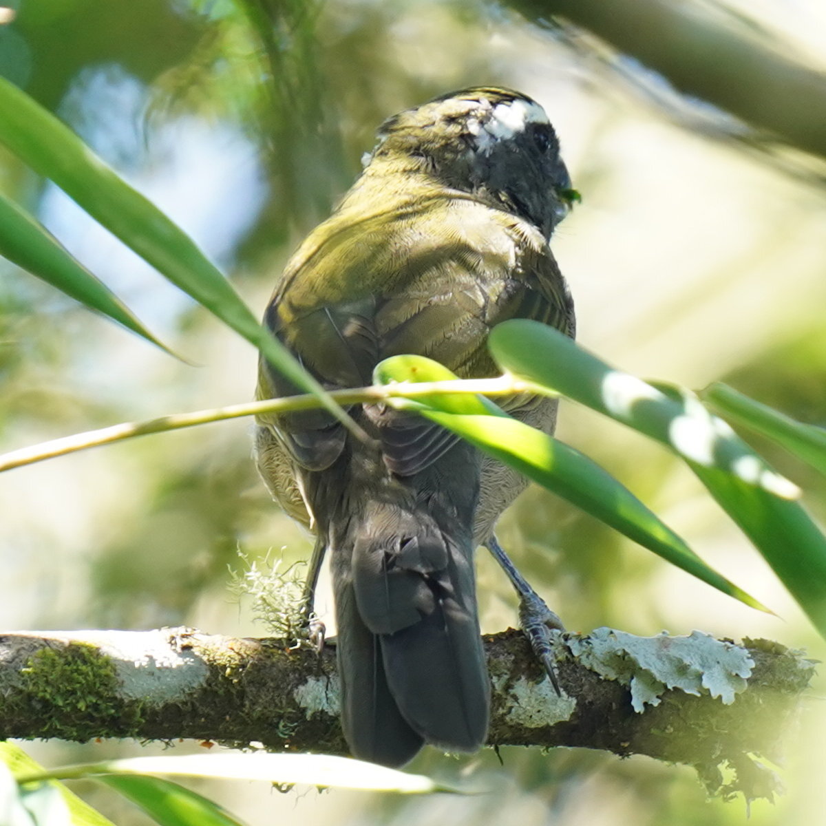 Thick-billed Saltator (Saltator maxillosus), photo 5