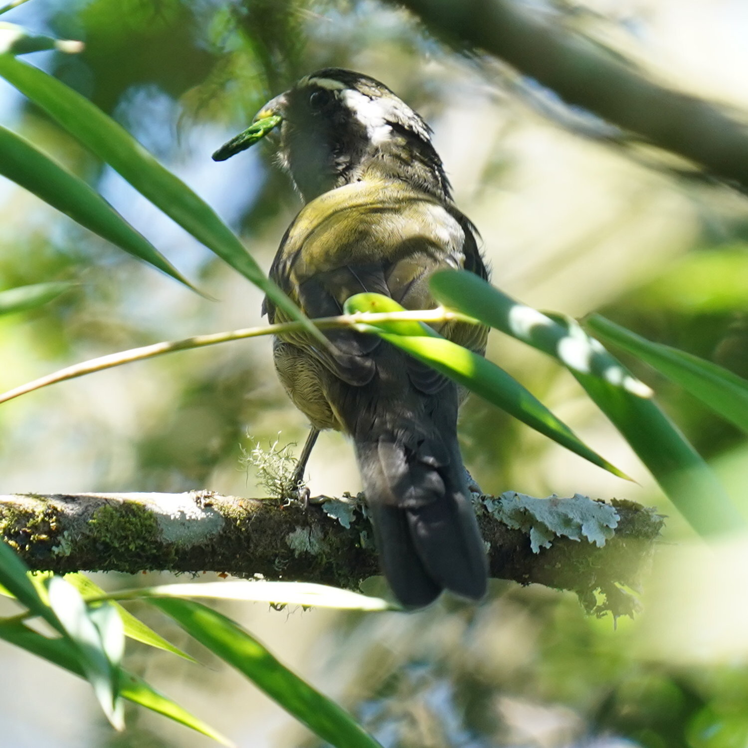 Thick-billed Saltator (Saltator maxillosus), photo 2