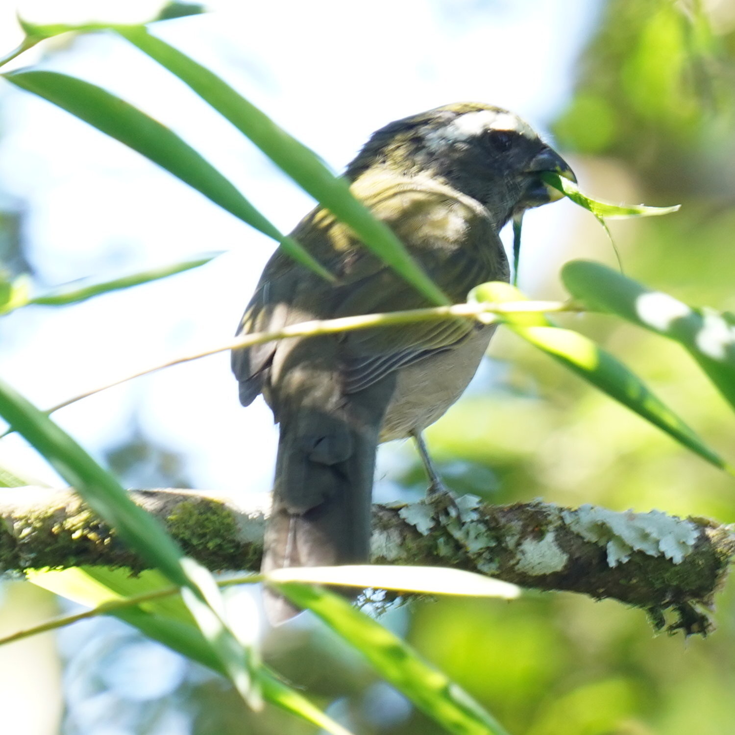 Thick-billed Saltator (Saltator maxillosus), photo 1