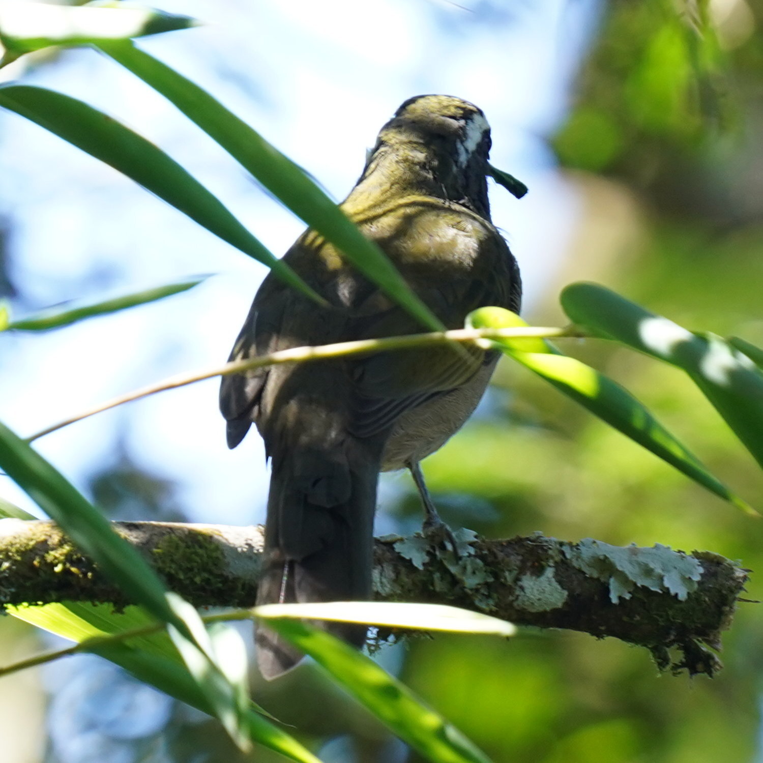Thick-billed Saltator (Saltator maxillosus), photo 6