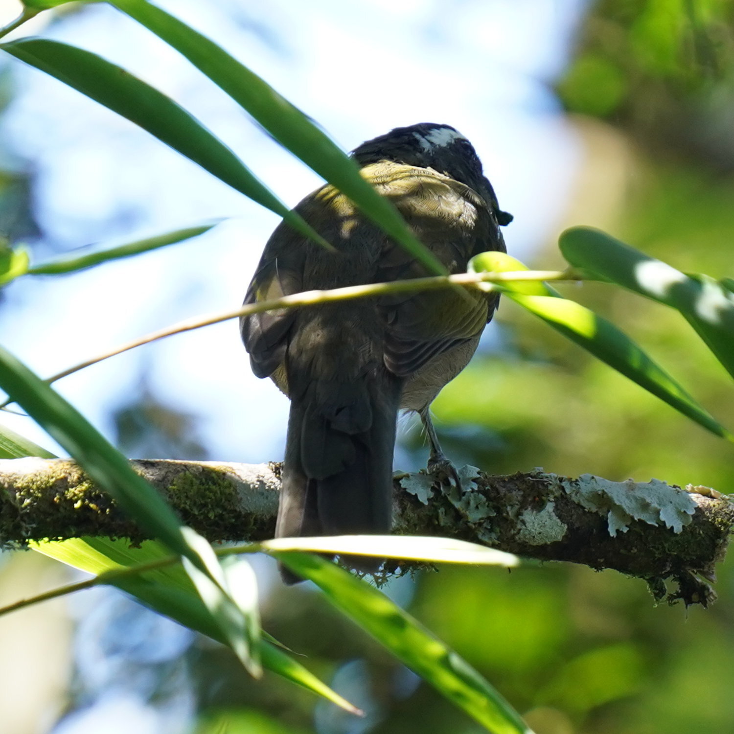 Thick-billed Saltator (Saltator maxillosus), photo 7