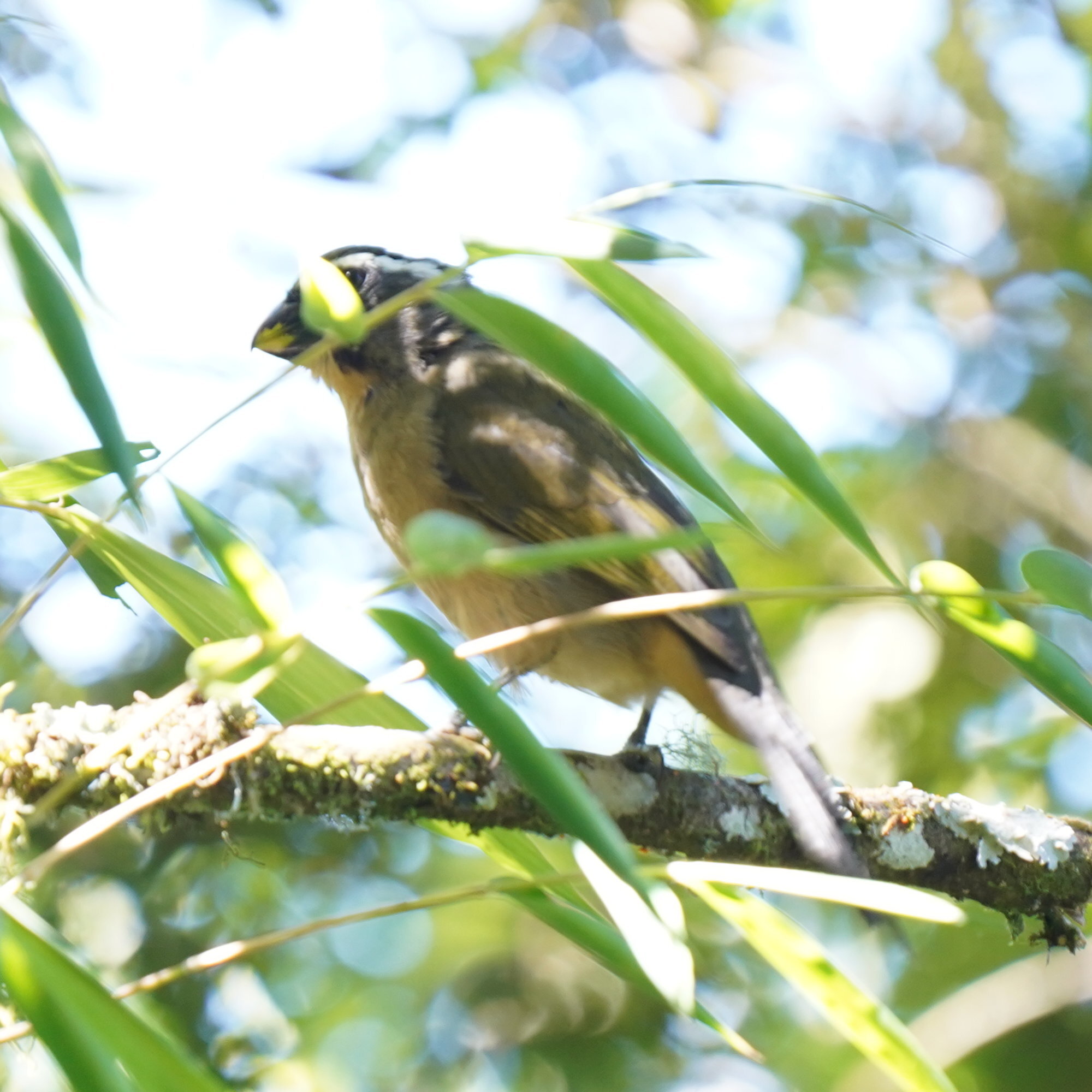 Thick-billed Saltator (Saltator maxillosus), photo 8