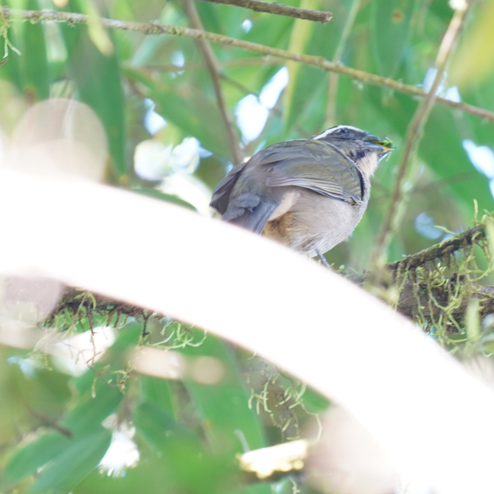 Thick-billed Saltator (Saltator maxillosus), photo 9