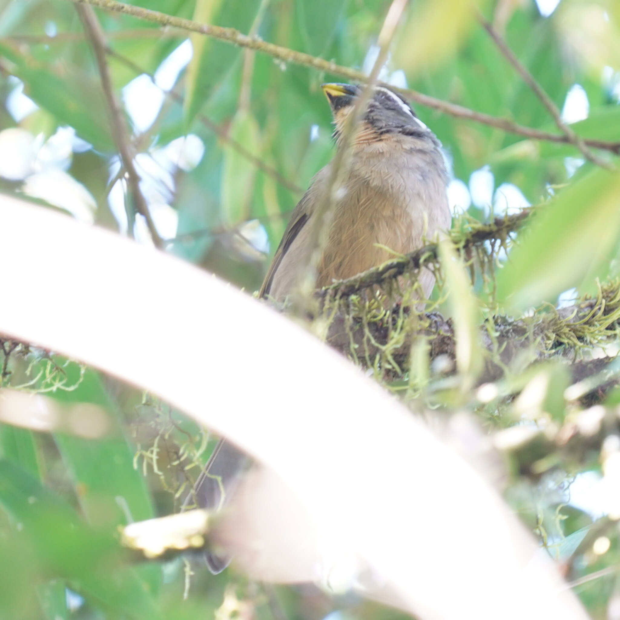 Thick-billed Saltator (Saltator maxillosus), photo 10