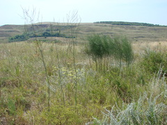 Asparagus officinalis