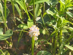 Pontederia rotundifolia