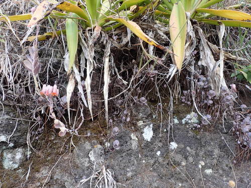 Kalanchoe fedtschenkoi image