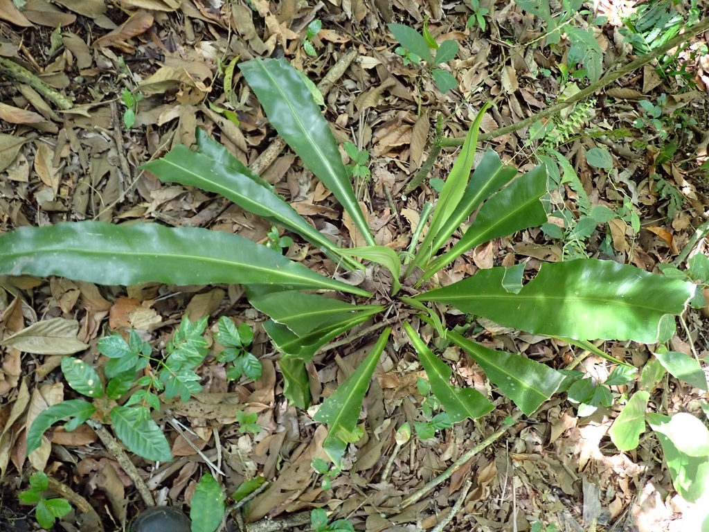 Asplenium serratum; photograph (c) Kurt Miller, some rights reserved (CC BY-SA)